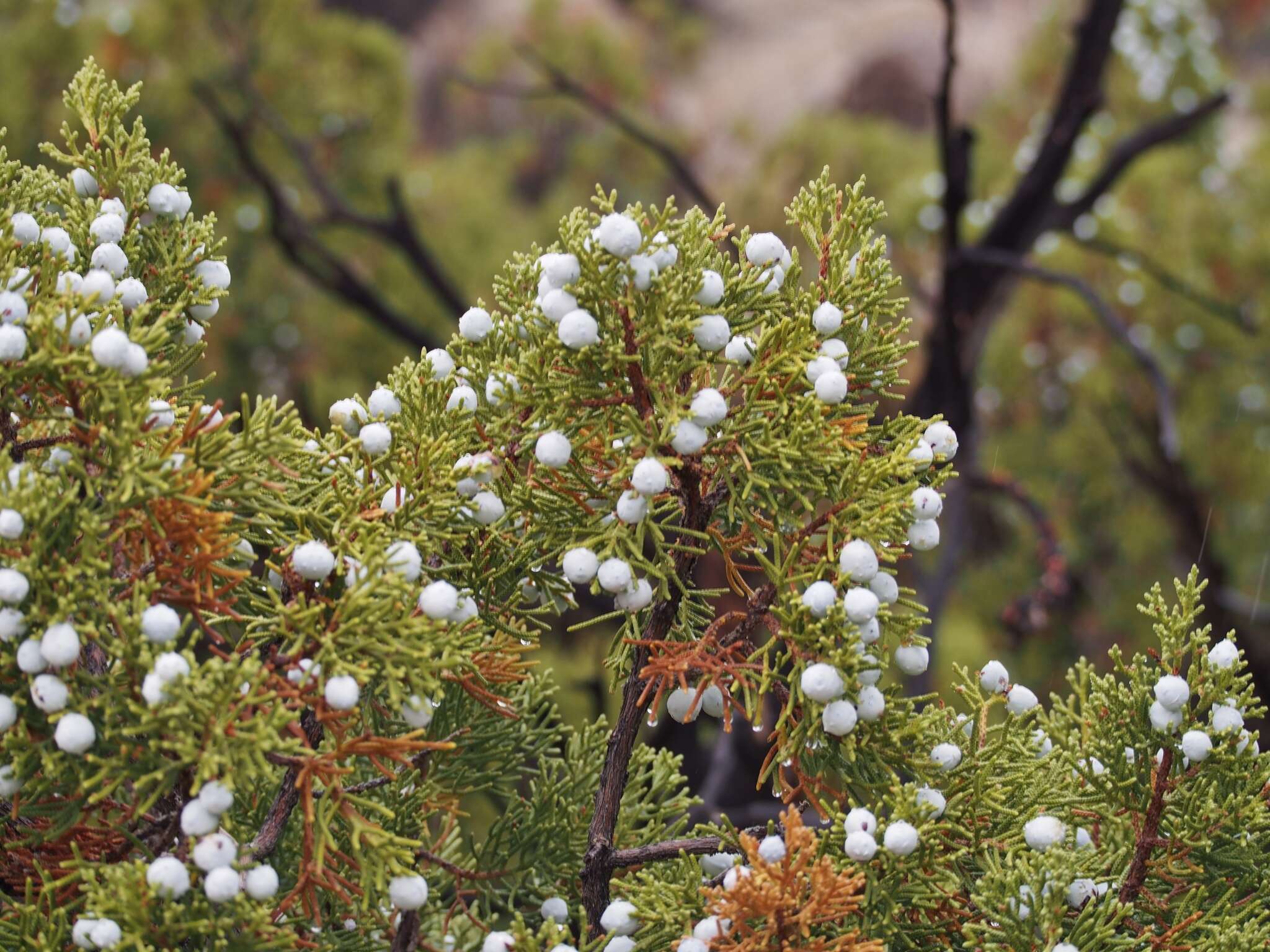 Imagem de Juniperus californica Carrière