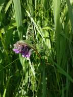 Image of bush vetch