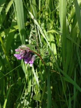 Plancia ëd Vicia sepium L.