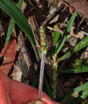 Image of Plantago hispida R. Br.