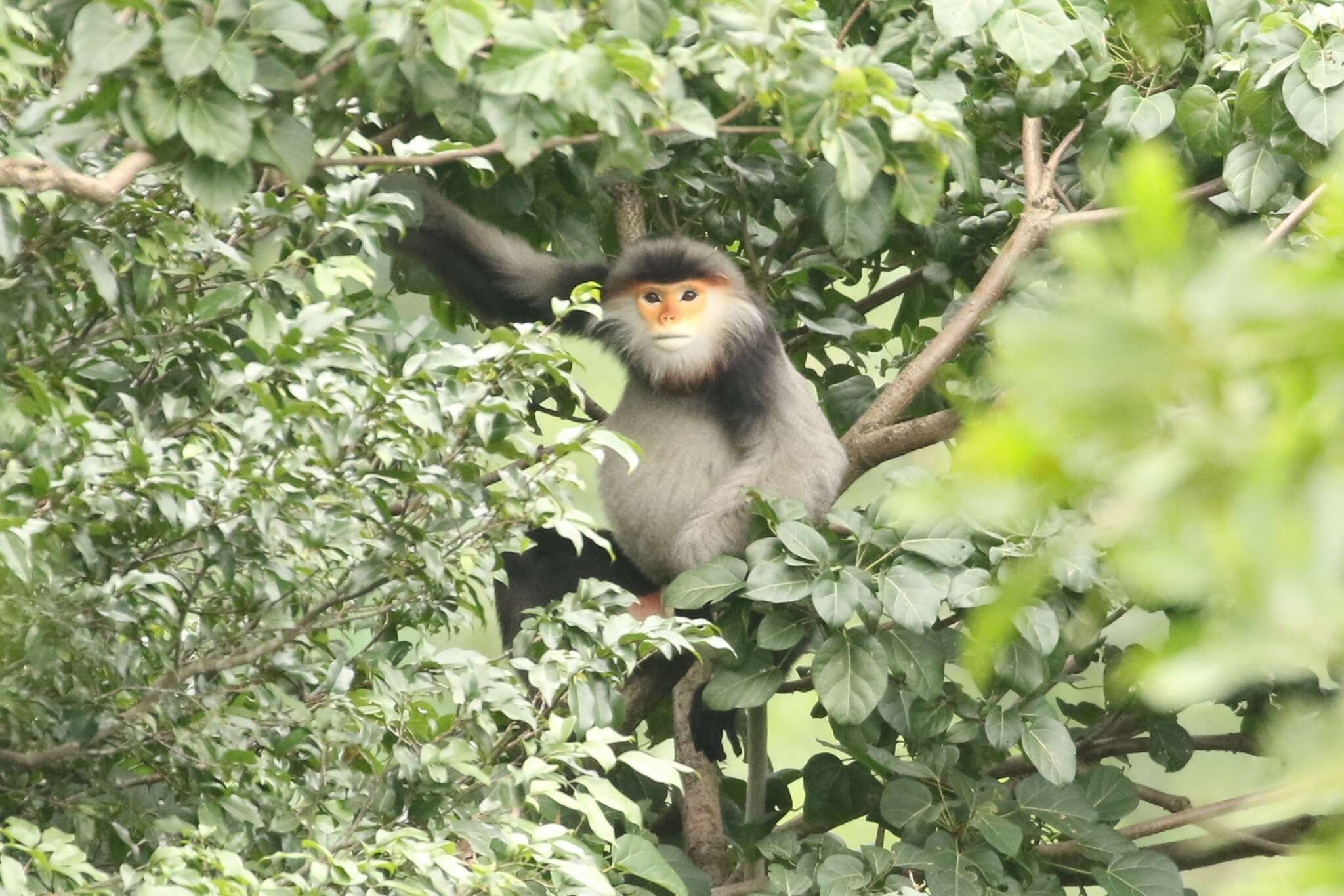 Image of Gray-shanked Douc Langur