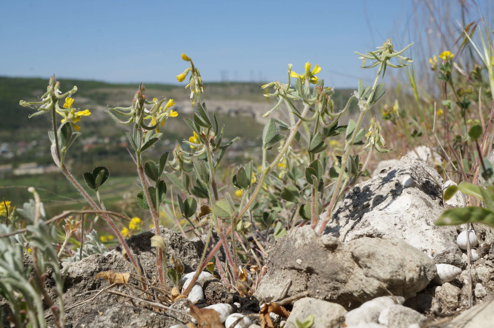 Image of Trigonella spruneriana Boiss.