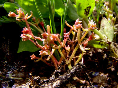 Image of Crassula vaillantii (Willd.) Roth