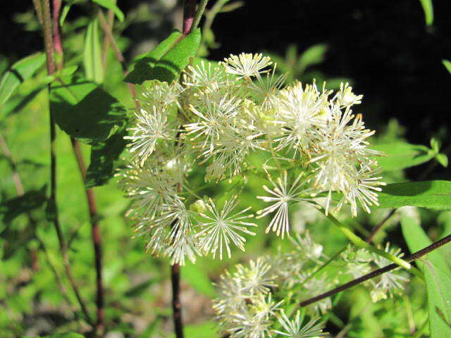 Sivun Thalictrum pubescens Pursh kuva