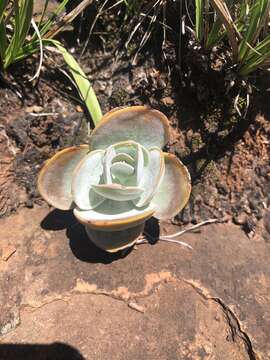 Image of Kalanchoe crouchii