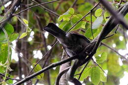 Image of Madagascar Black Bulbul