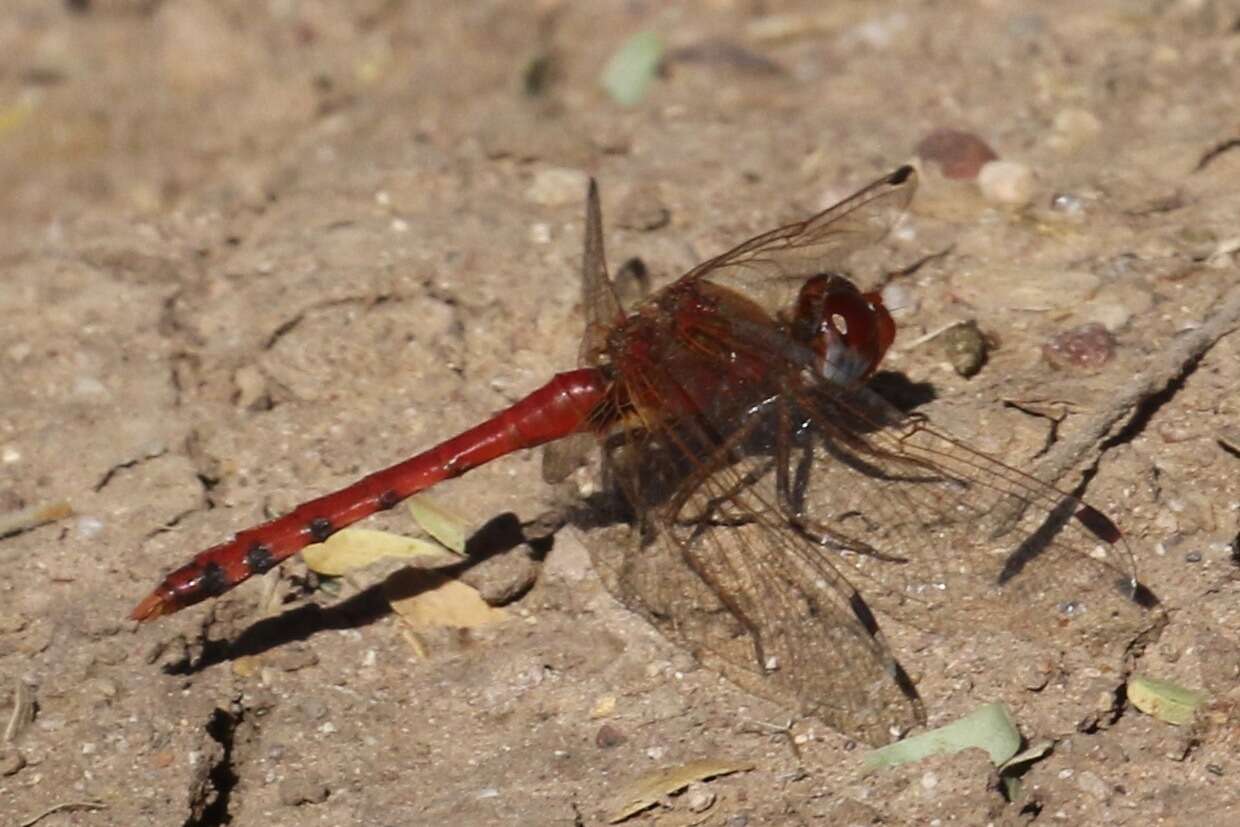 Image of Spot-winged Meadowhawk