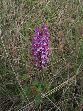 صورة Orchis hybrida (Lindl.) Boenn. ex Rchb.