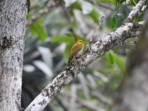 Image of Yellow-throated Woodpecker