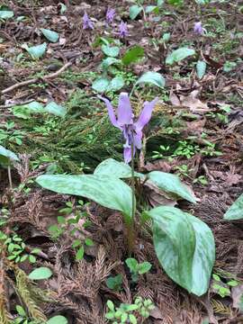 Image of Erythronium japonicum Decne.