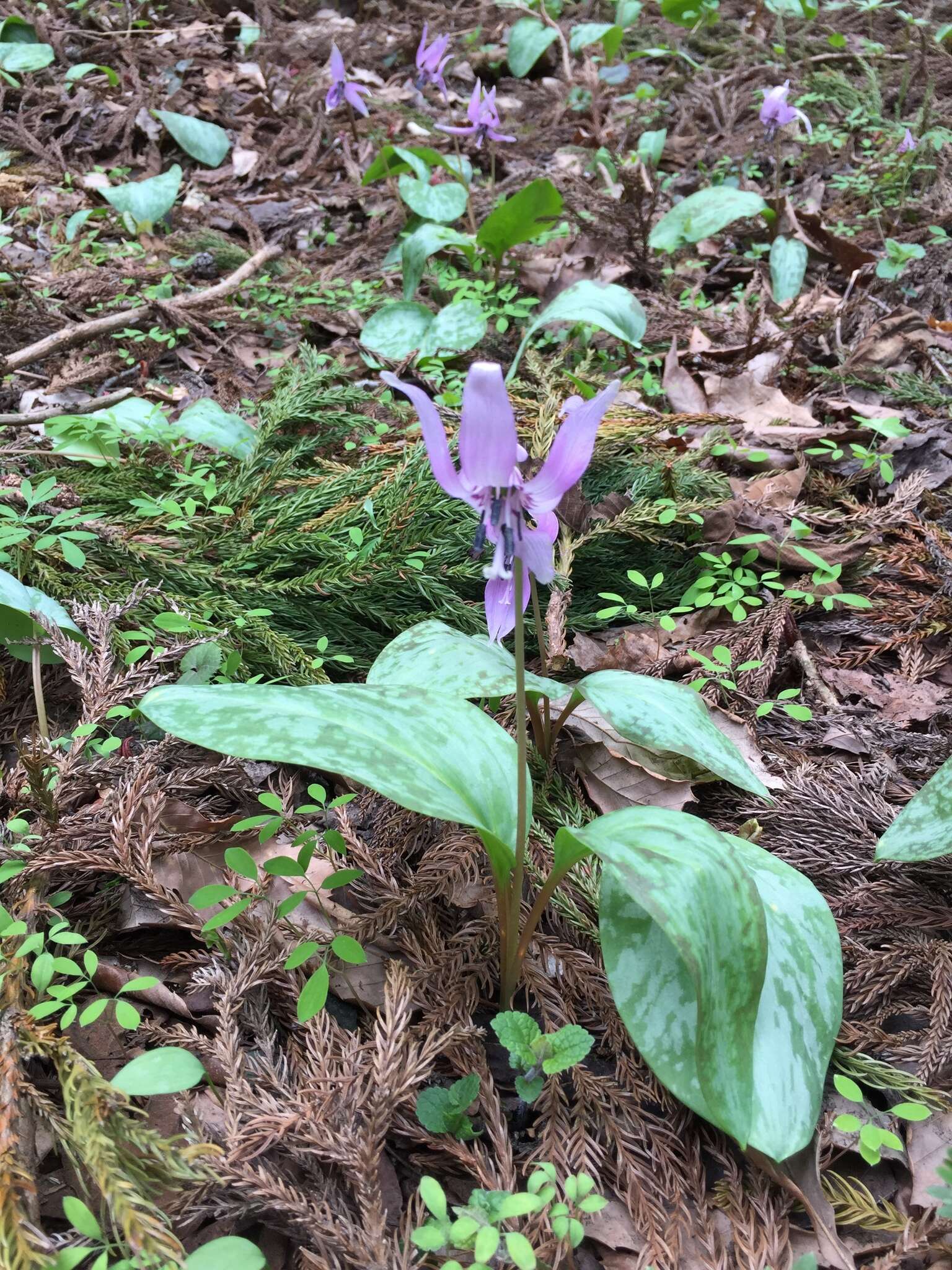 Image of Erythronium japonicum Decne.