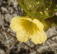 Image of Yellow Paintflower