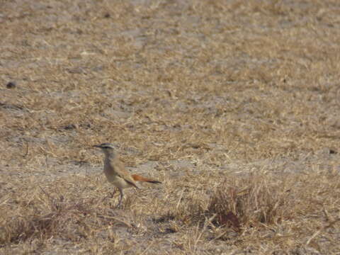 Image of Kalahari Scrub Robin