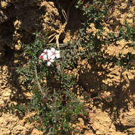Image of Adenandra marginata subsp. serpyllacea (Bartl.) Strid
