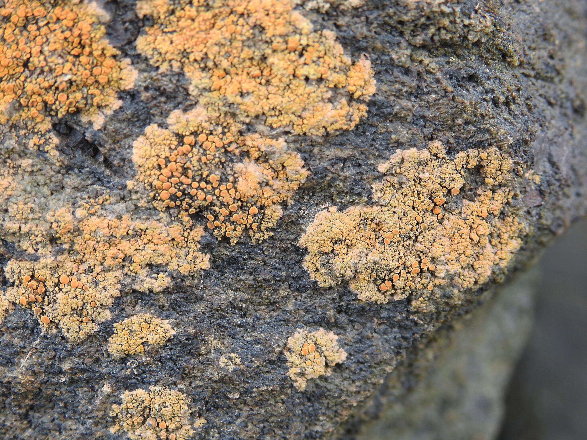 Image of orange lichen