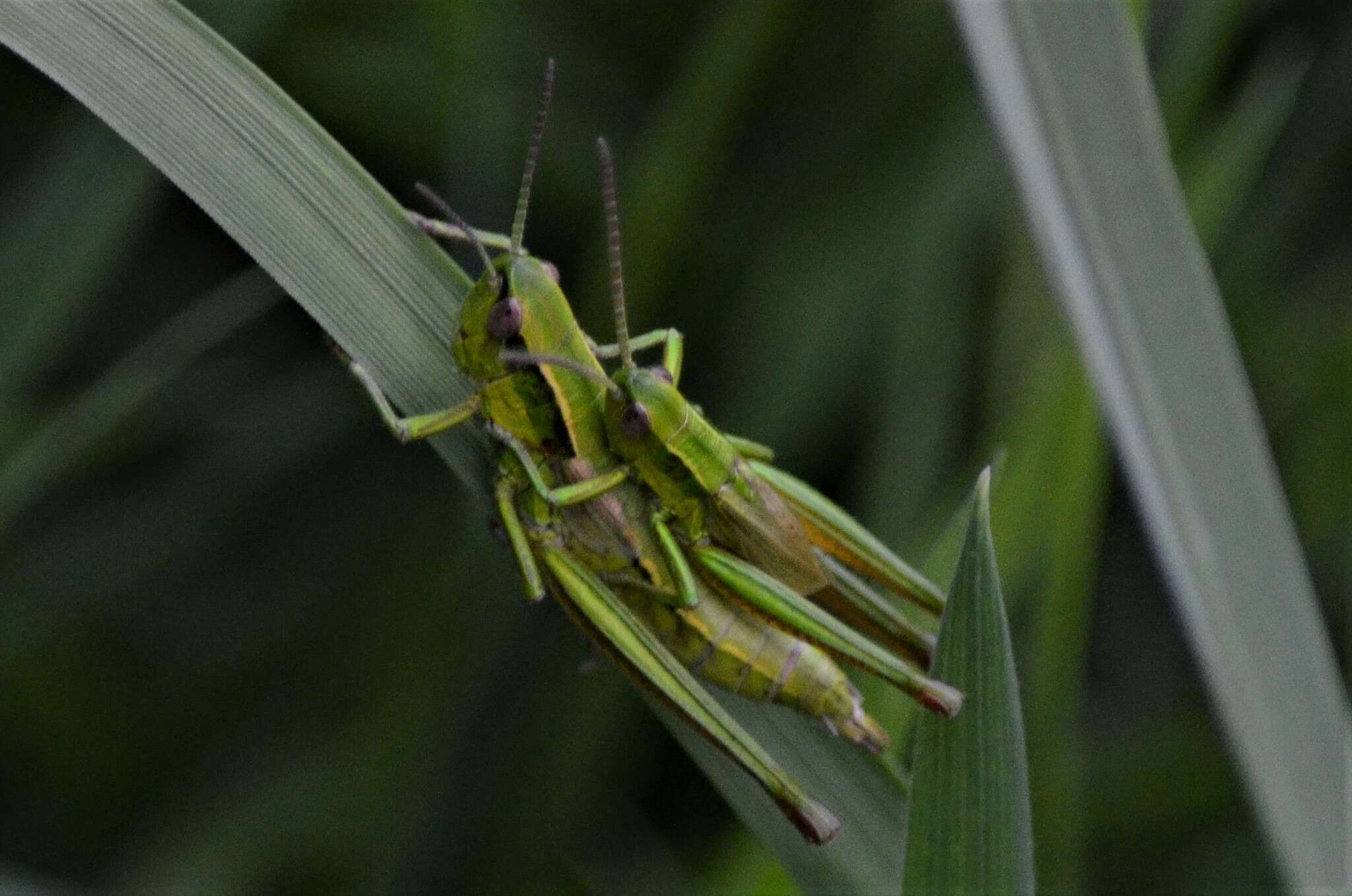 Image de Euthystira brachyptera brachyptera (Ocskay 1826)