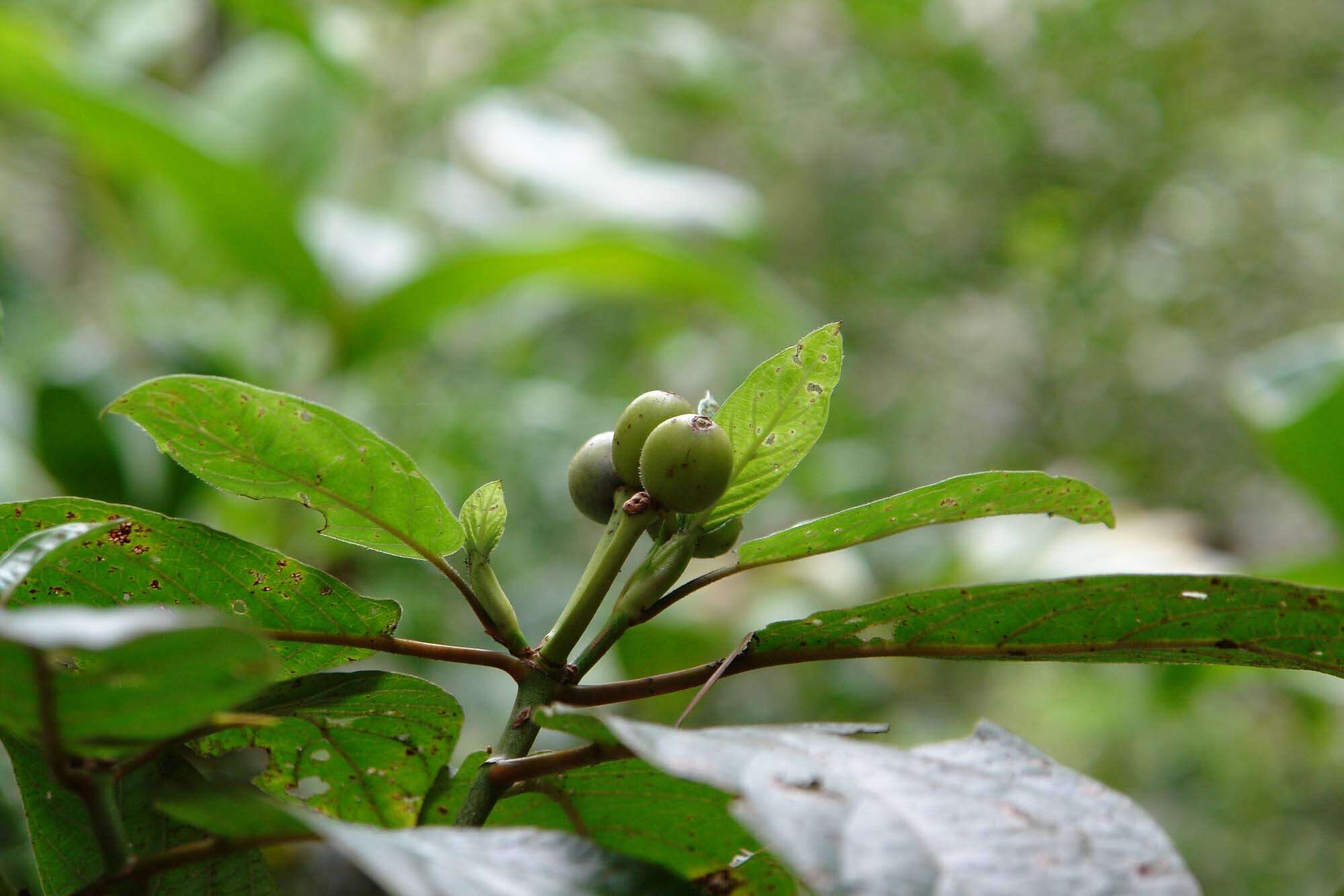 Plancia ëd Psychotria pancheri (Baill.) Schltr.