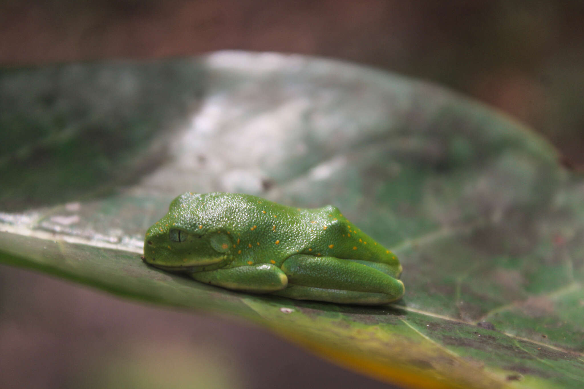 Leptopelis flavomaculatus (Günther 1864) resmi