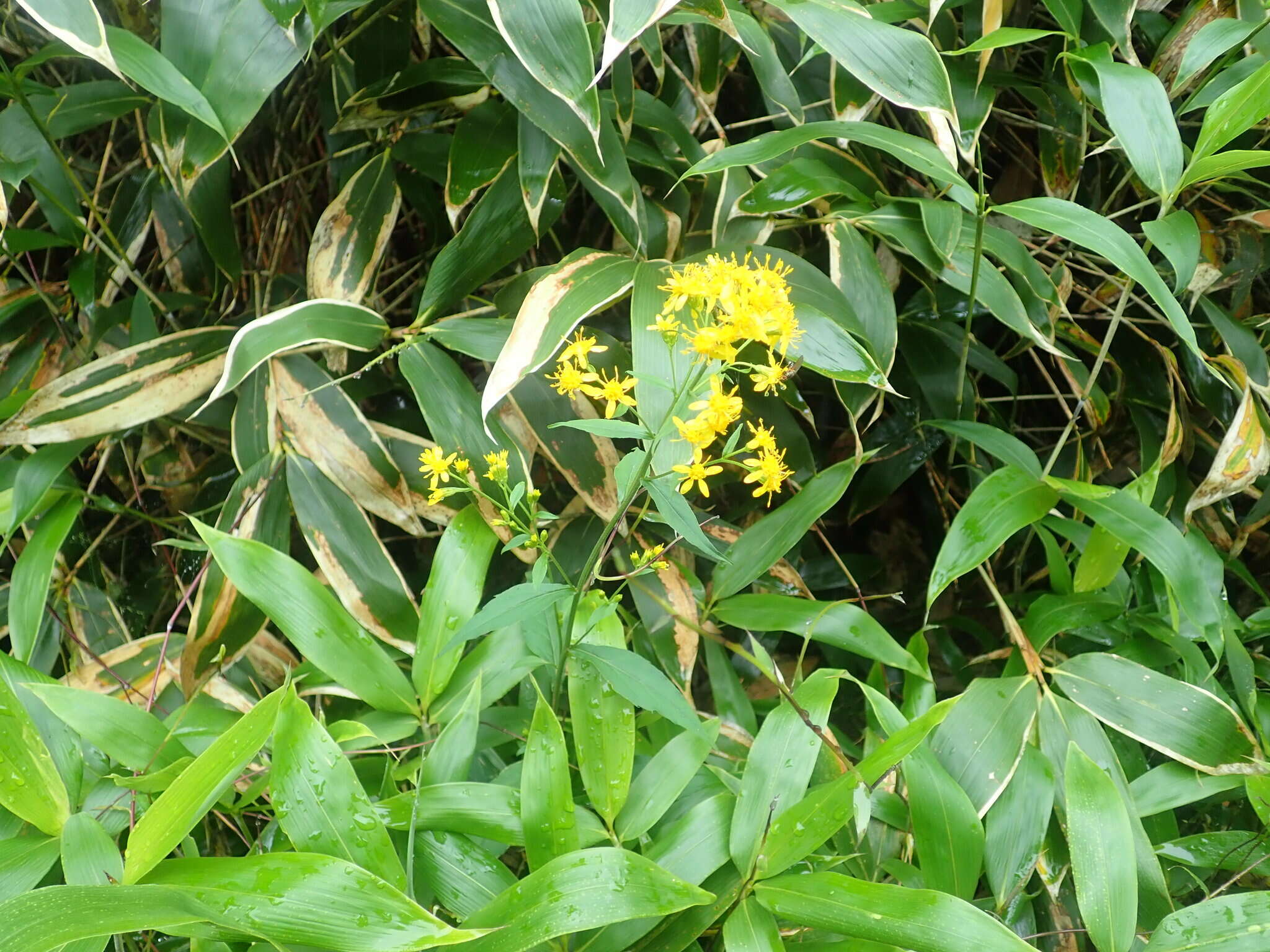 Image of Solidago virgaurea subsp. asiatica (Nakai ex Hara) Kitam. ex Hara