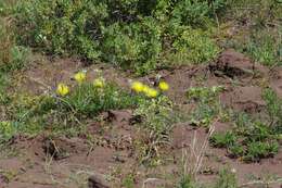 Imagem de Conicosia pugioniformis subsp. muirii (N. E. Br.) Ihlenfeldt & Gerbaulet