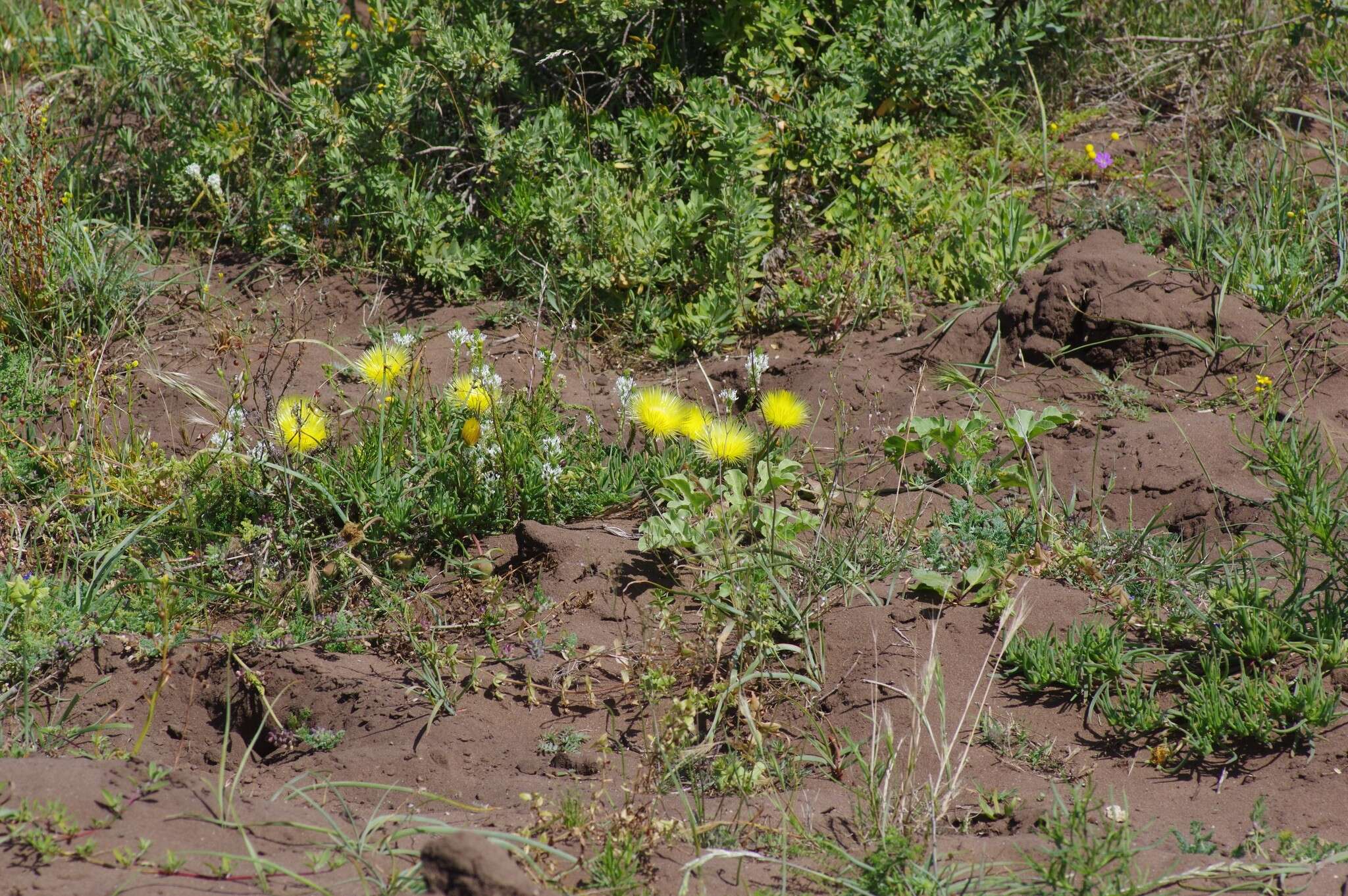 Image of Conicosia pugioniformis subsp. muirii (N. E. Br.) Ihlenfeldt & Gerbaulet