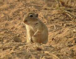 Image of Indian Desert Gerbil