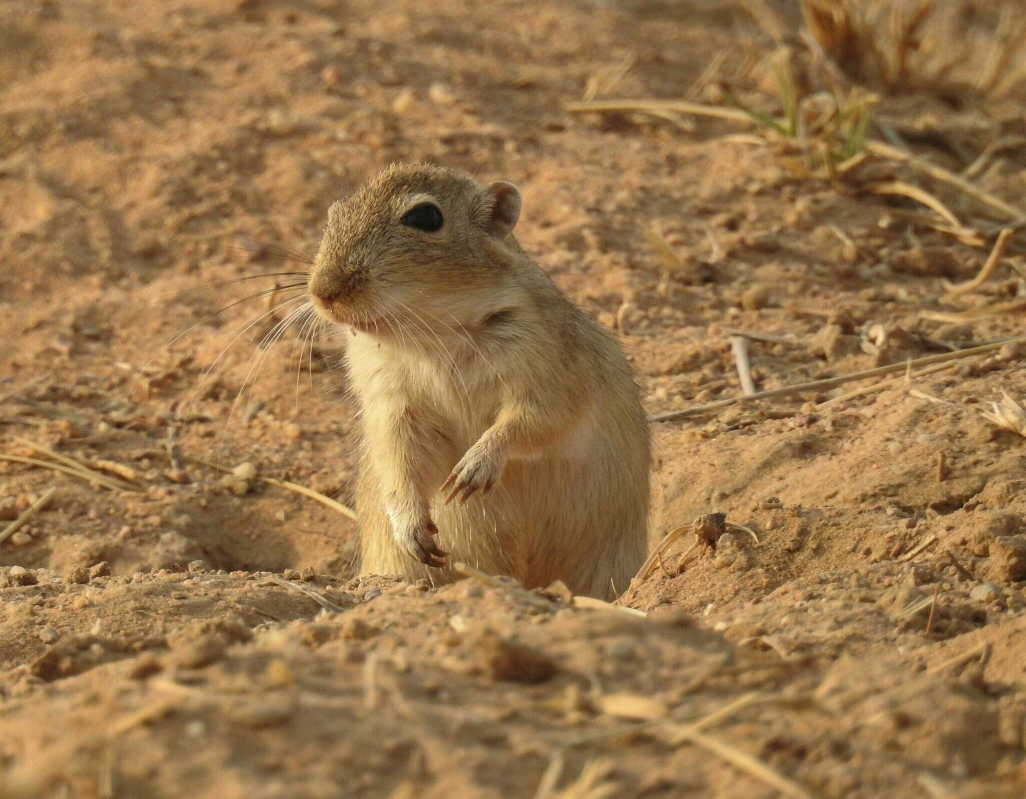 Image of Indian Desert Gerbil