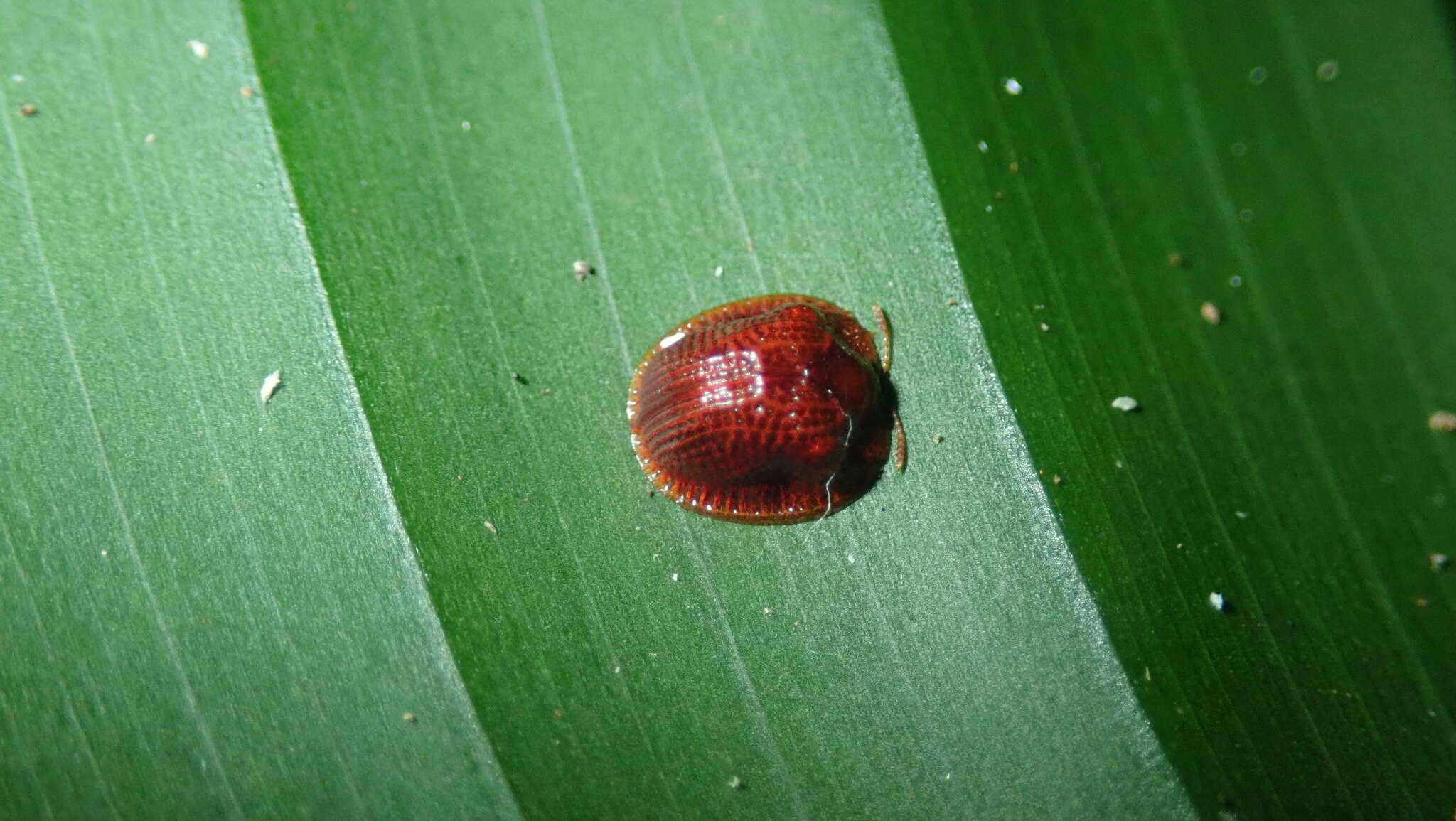 Image of Spaethiella coccinea (Boheman 1850)