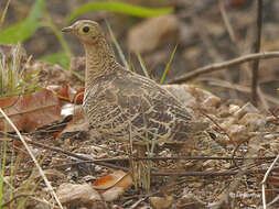 Pterocles quadricinctus Temminck 1815 resmi