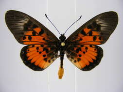 Image of Acraea abdera Hewitson 1852