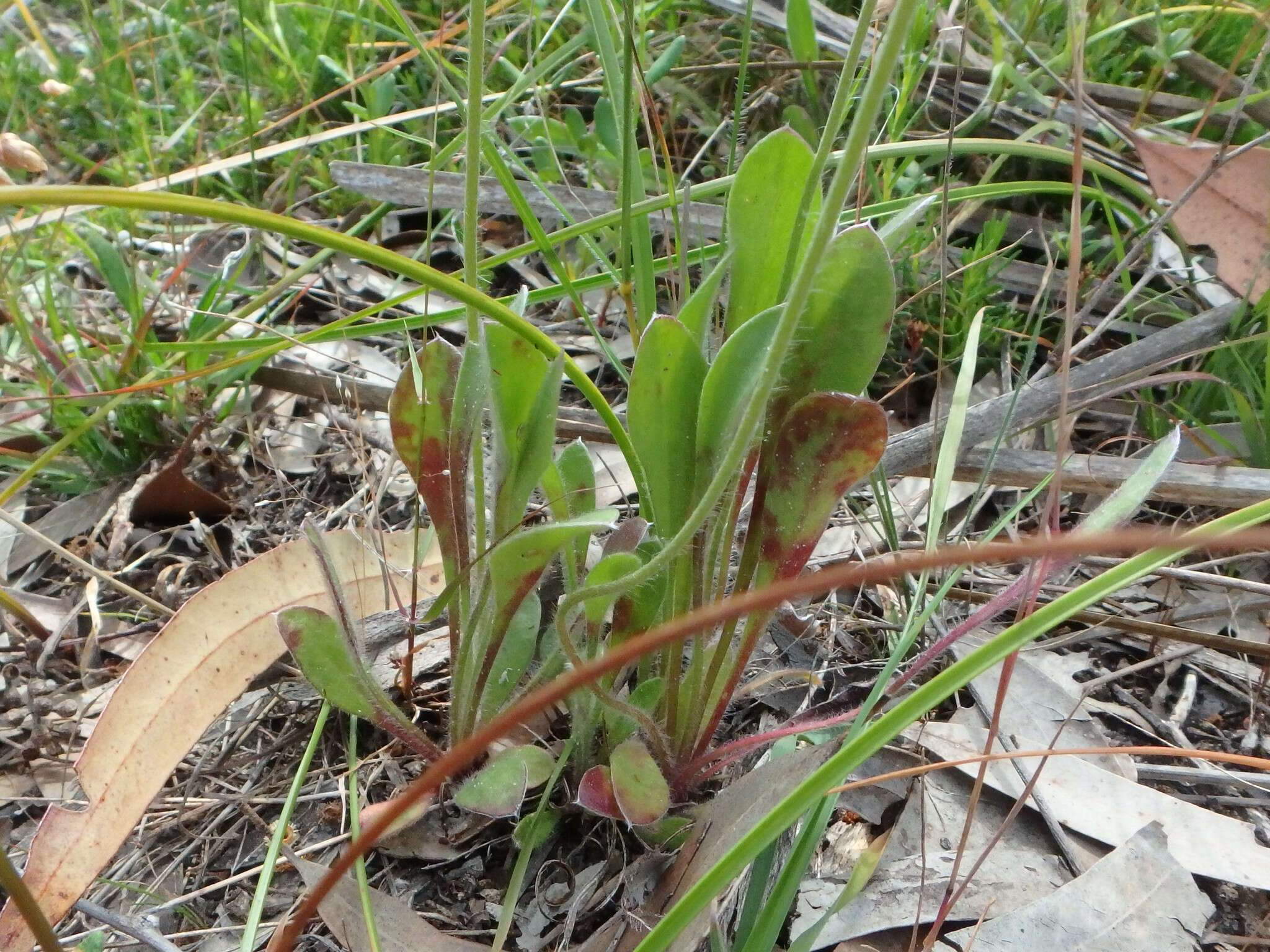 Image of Australian pincushion