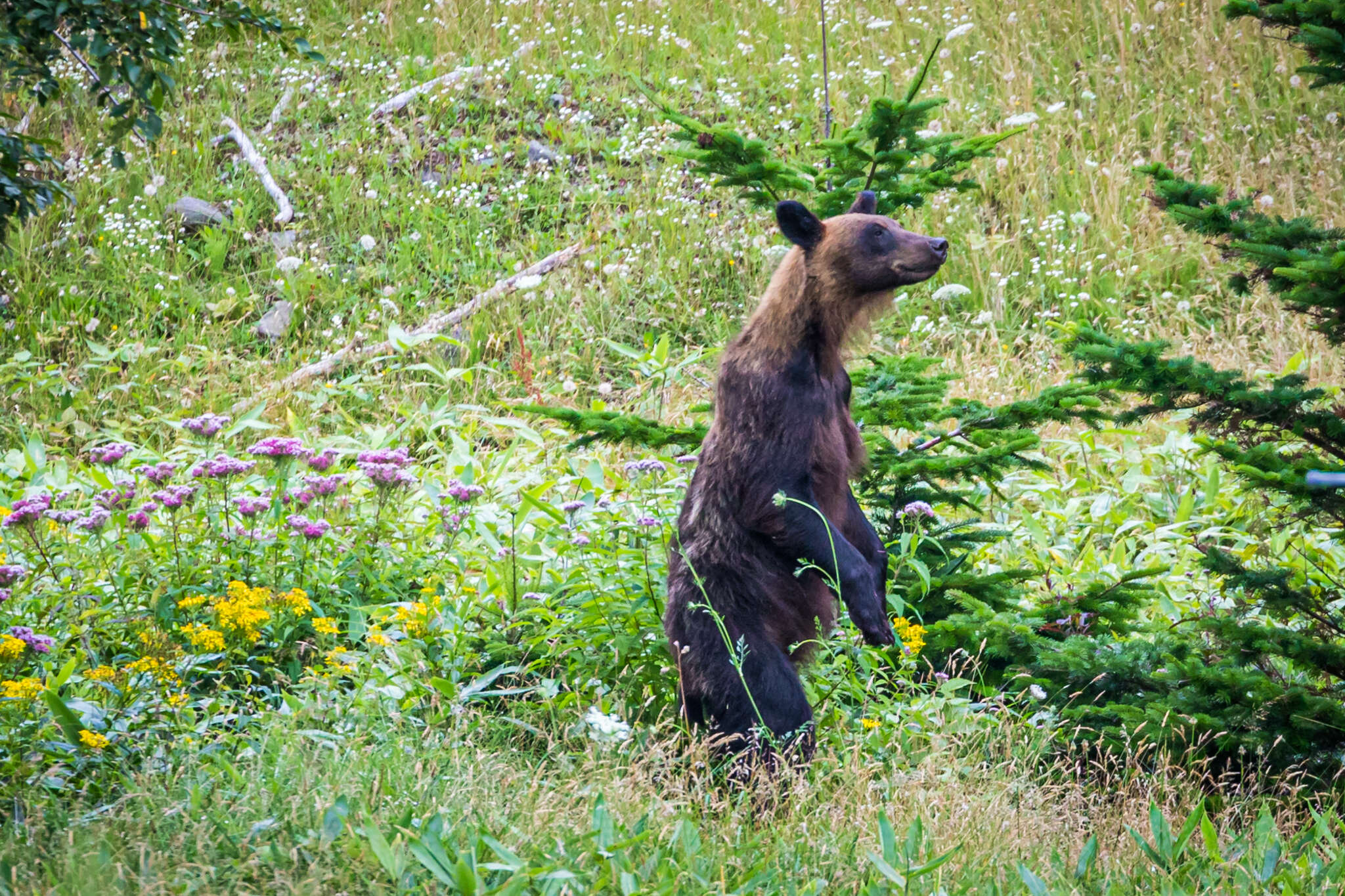 Image of Ussuri brown bear