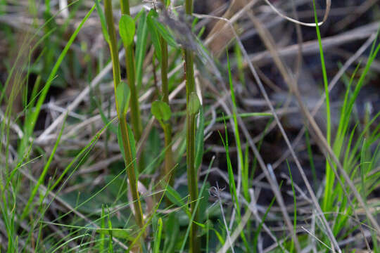 Image of Short-Leaf Sneezeweed