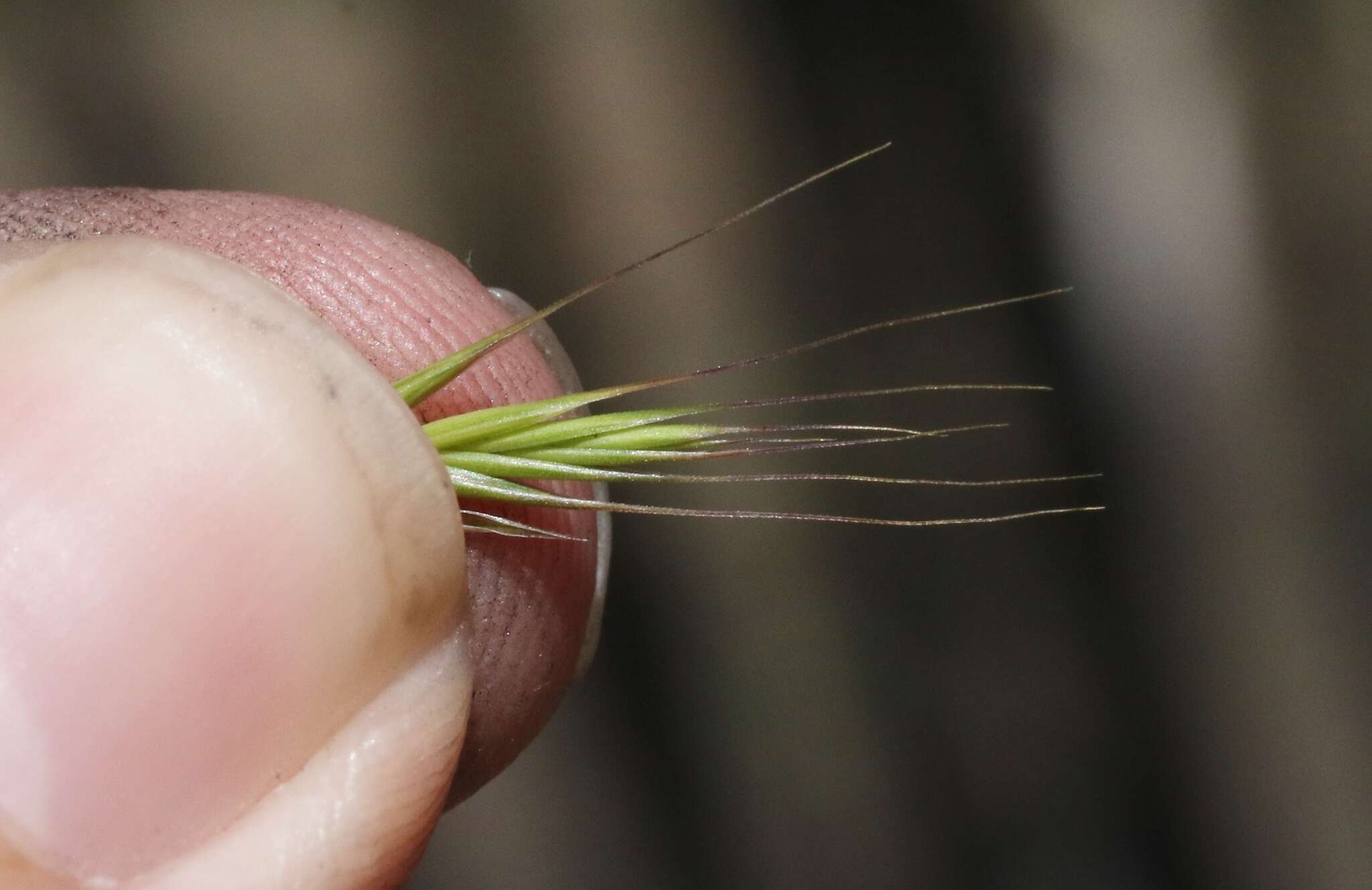 Image of brome fescue