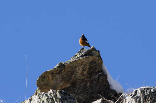 Image of Güldenstädt's Redstart