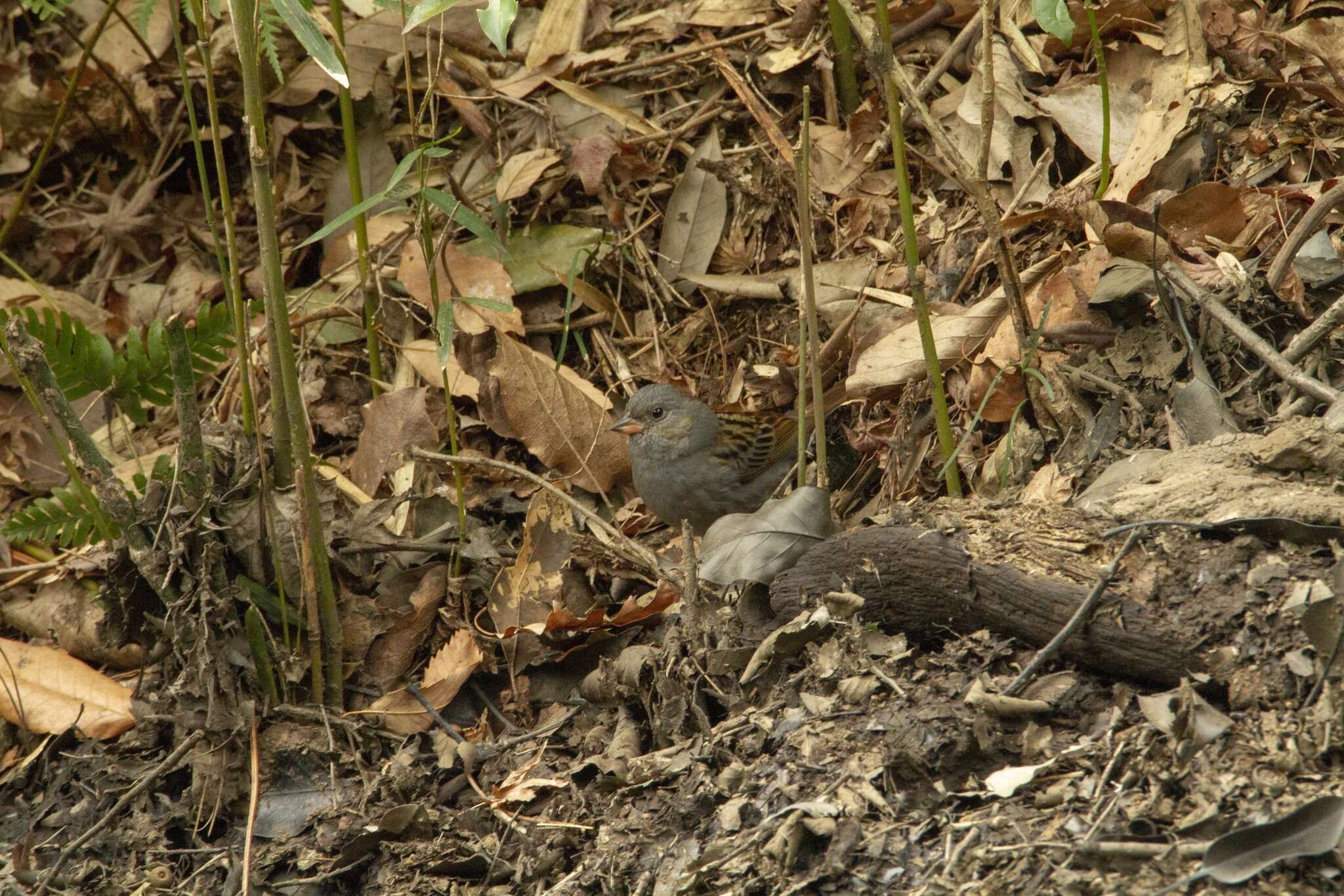 Image of Gray Bunting