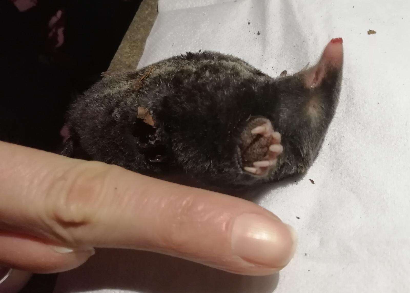 Image of Blind Mole