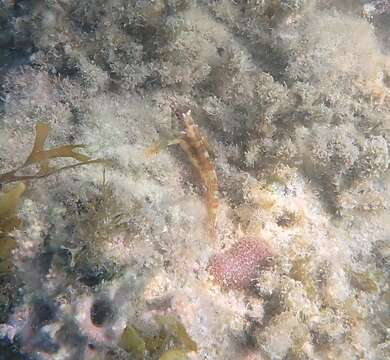 Image of Goldline Blenny