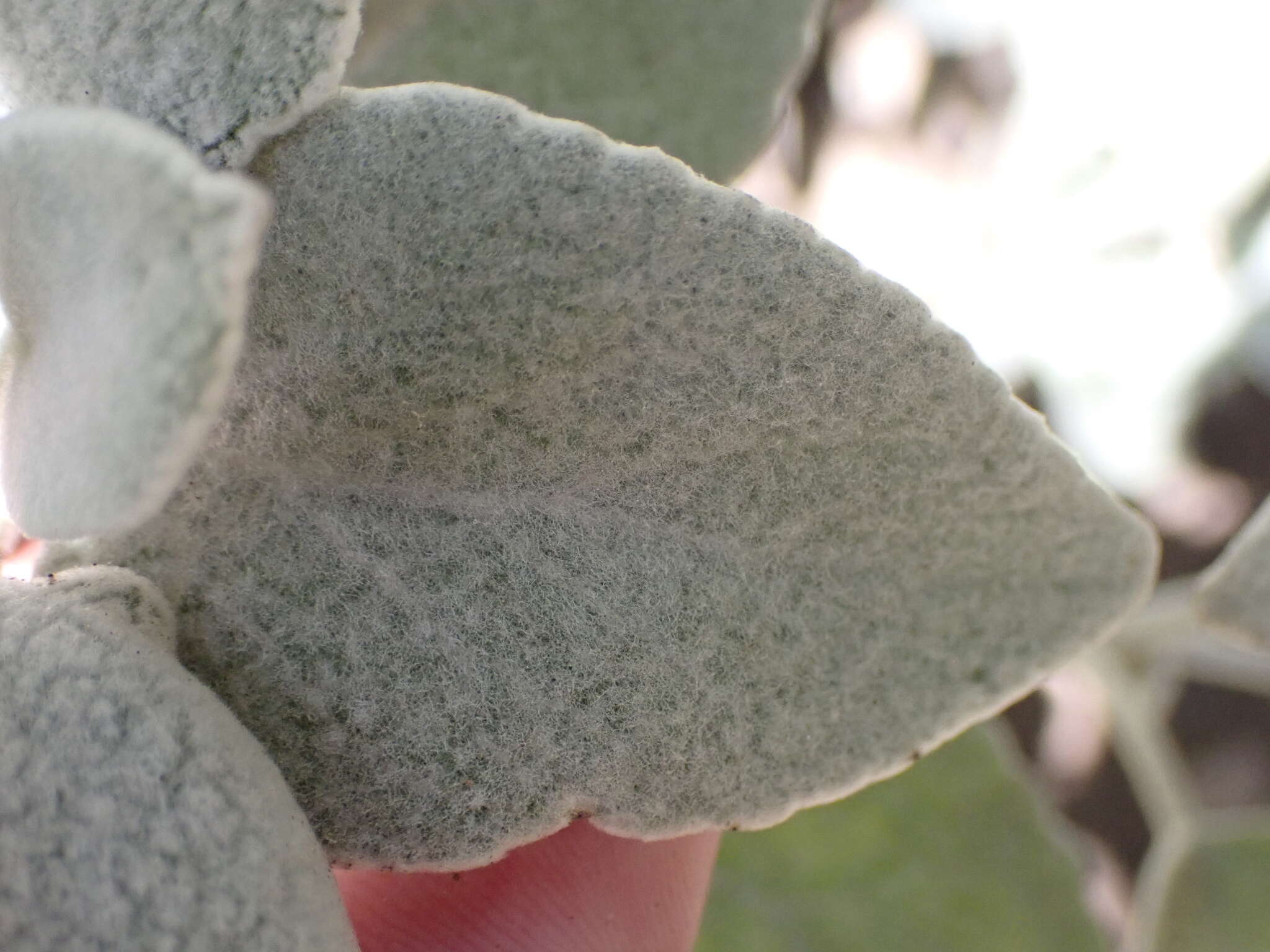 Sideritis oroteneriffae Négrin & P. Pérez resmi