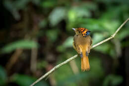 صورة <i>Onychorhynchus coronatus swainsoni</i>