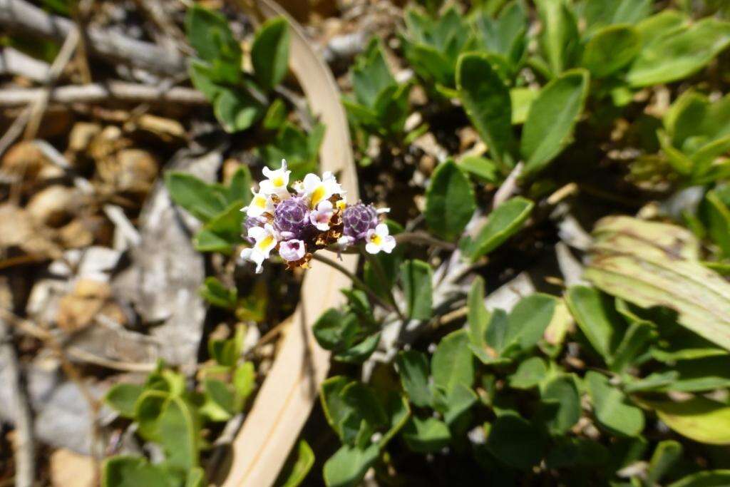 Image of Phyla nodiflora var. nodiflora