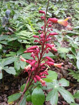 Imagem de Aesculus pavia L.