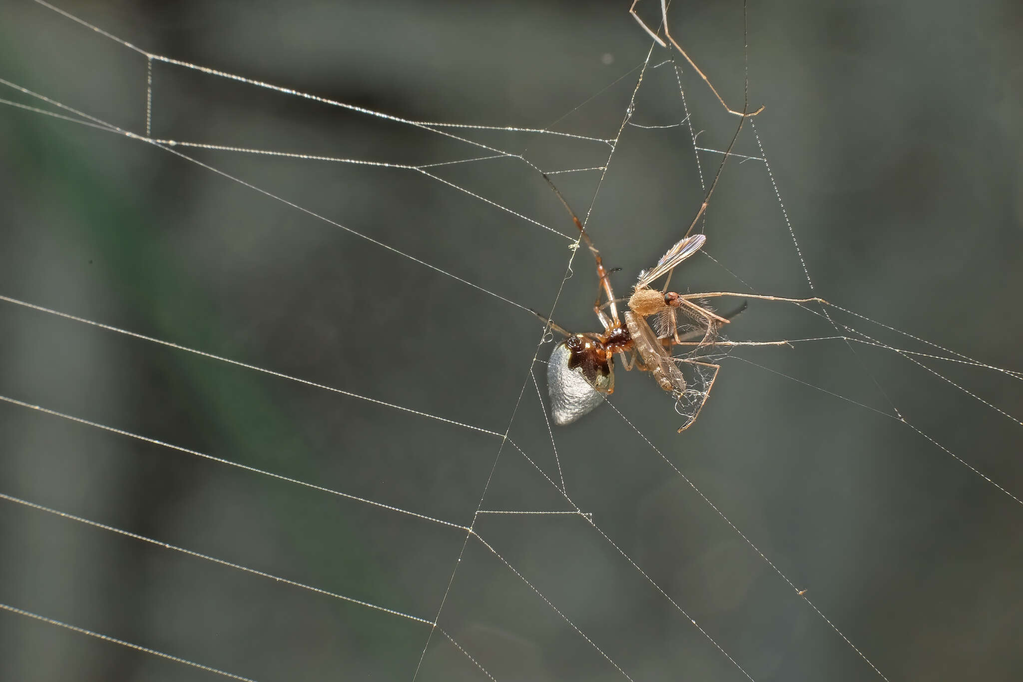 Image of Dewdrop spider