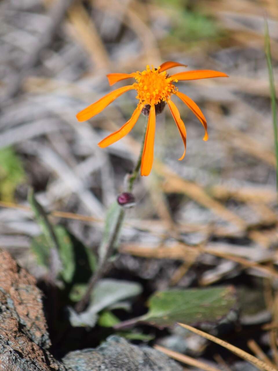 Image of flame ragwort