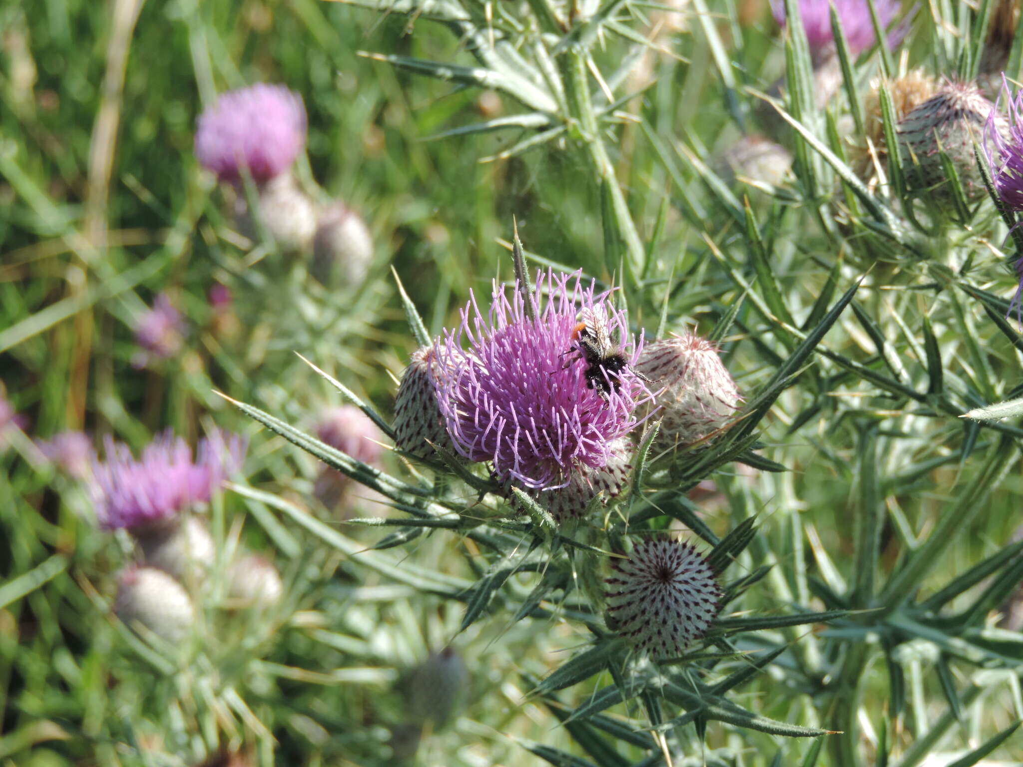 Plancia ëd Cirsium tenoreanum Petr.