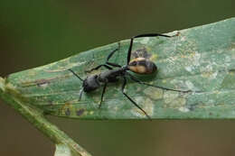 Image de Camponotus banghaasi Emery 1903