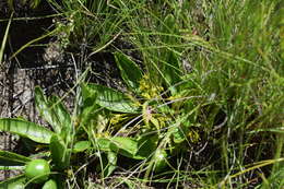 Image of Bridsonia chamaedendrum