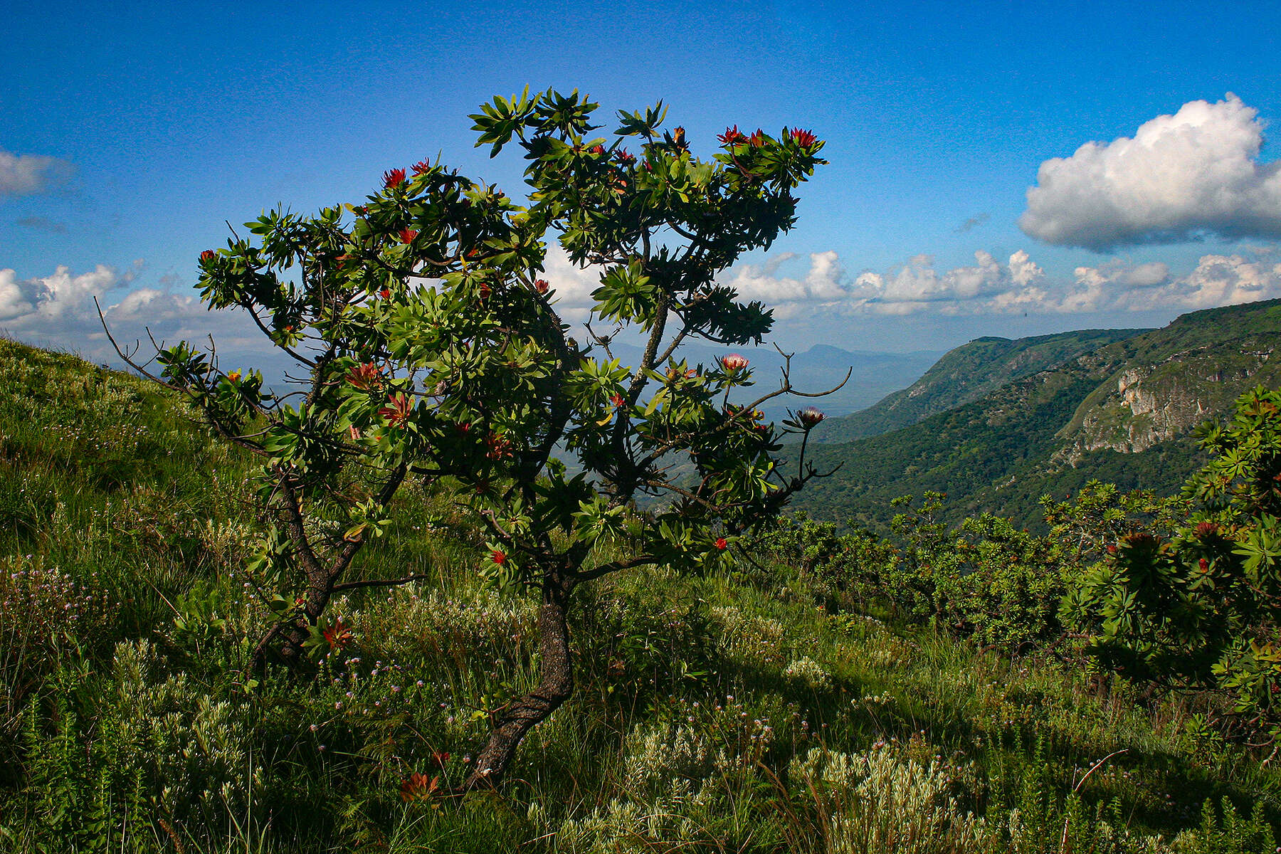 Plancia ëd Protea caffra subsp. gazensis (Beard) Chisumpa & Brummitt