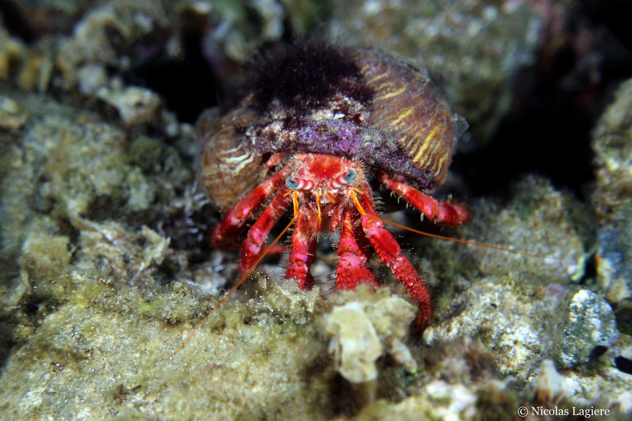 Image of Mediterranean hermit crab