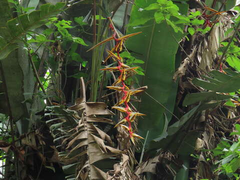 Image of Heliconia griggsiana L. B. Sm.